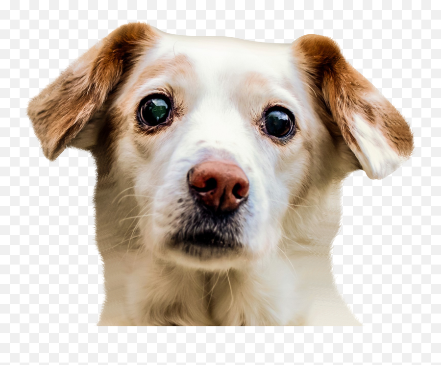 Dog Face Png Image - Dog Face Png,Dog Png Transparent
