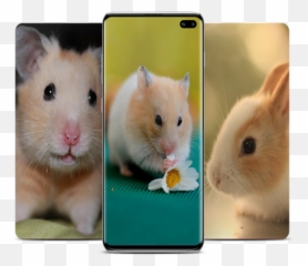 Hamster Wallpapers Apk 10 - Download latest version Golden png