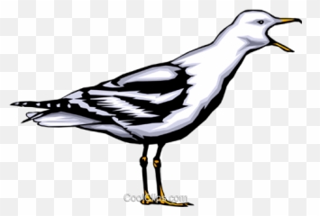 Seagull Royalty Free Vector Clip Art Illustration - Anim0365 Bad Luck To Kill A Seabird Png,Seagull Png