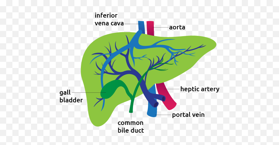 Detail - Liver Transparent Png,Liver Png
