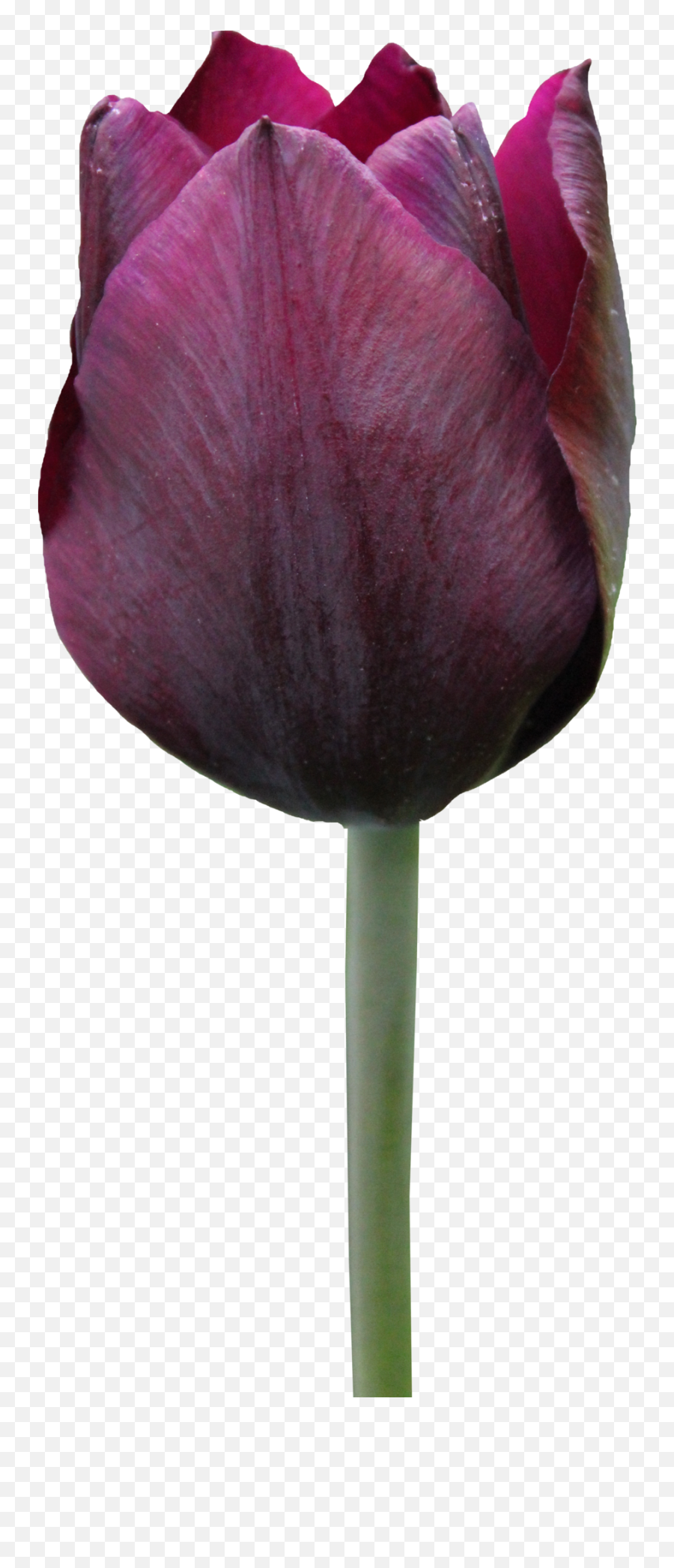 Tulip Png Free Download - Free Tulip,Tulip Png