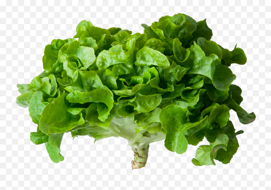 Download Lechuga Verde - Romaine Lettuce Full Size Png Lettuce Png,Lettuce Png