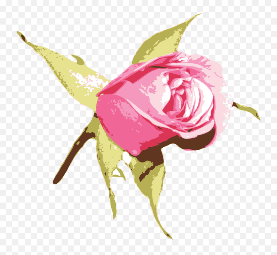 Pinkplantflower Png Clipart - Royalty Free Svg Png Blue Rose Vector Png,Blue Rose Png