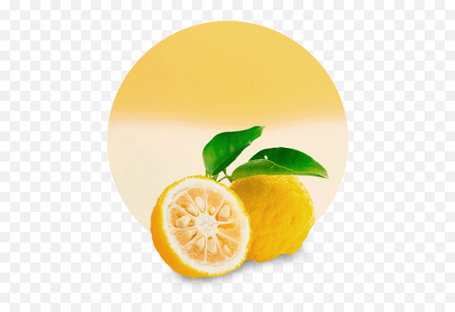 Yuzu Juice Concentrate - Manufacturer And Supplier Yuzu Fruit Png,Lemons Png