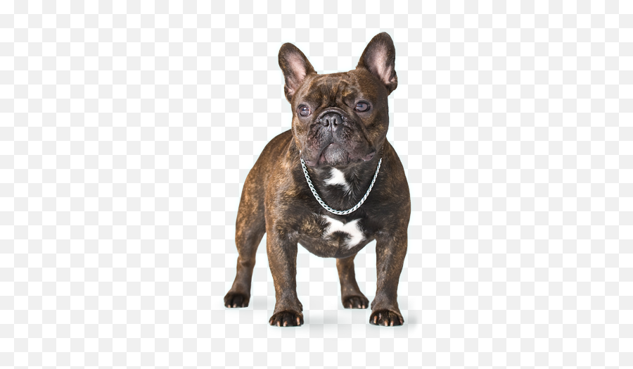 Download About Us - French Bulldog Png Full Size Png Image French Bulldog,Bulldog Png