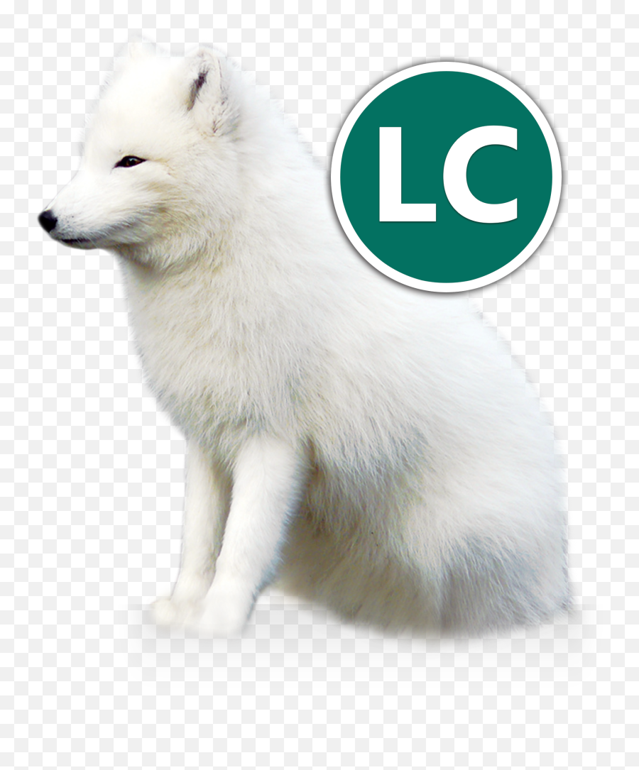 Wild And Domesticated Pet Arctic Foxes - Fox Png,Arctic Fox Png