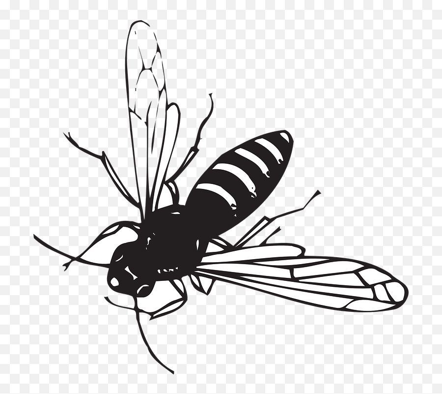 Bee Flying Stripes - Free Vector Graphic On Pixabay Fly Insect Black And White Png,Fly Png