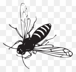 Bee Flying Stripes - Free Vector Graphic On Pixabay Fly Insect Black And White Png,Fly Png