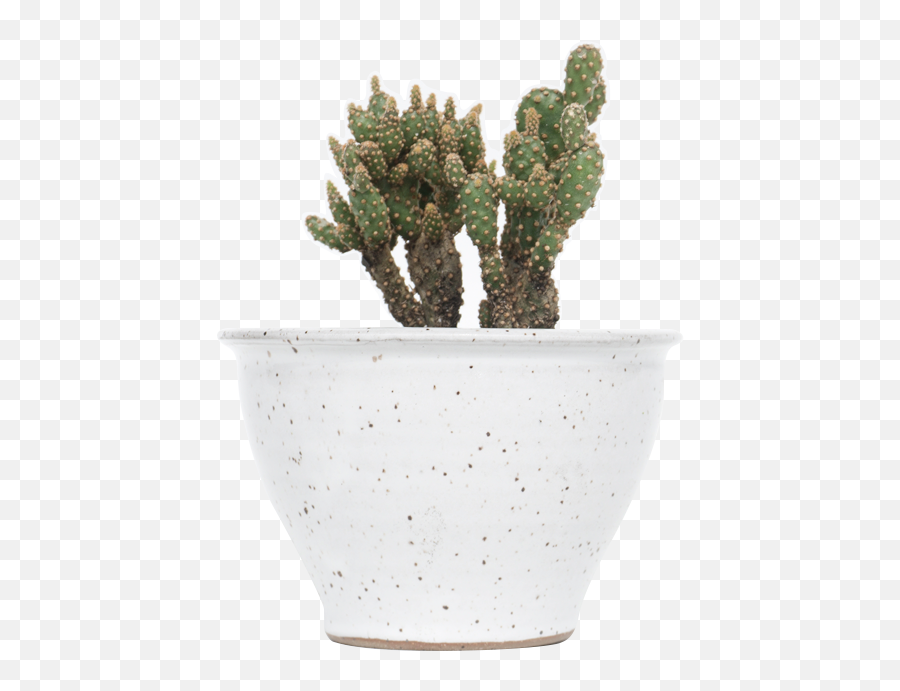 Planter Pot - Cactus In A Pot Transparent Png,Planters Png