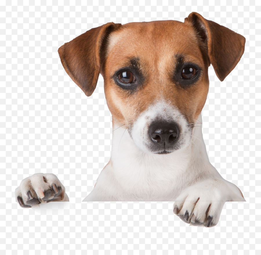 Dog Png Image Dogs Puppy Pictures - Transparent Background Dog Png,Cute Dog Png