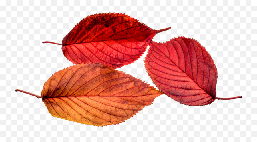Framed Art For Your Wall Autumn Leaf - Leaf Transparent Fall Png,Leaves Transparent Png