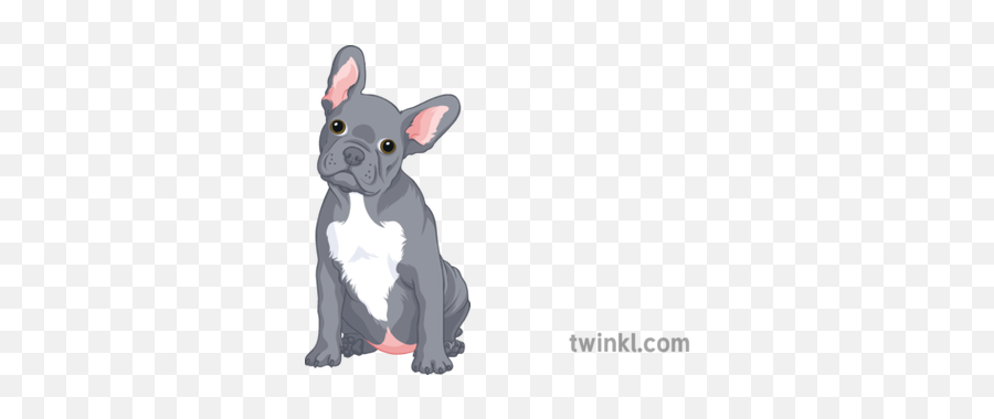 French Bulldog Puppy General Animals Dogs Pets Secondary - Vulnerable Native Breeds Png,French Bulldog Png