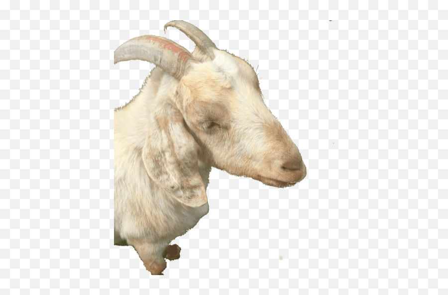 Cropped - Goat Png,Goats Png