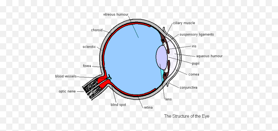 Structure Of The Eye - Eye Diagram Gcse Biology Png,Eye Transparent