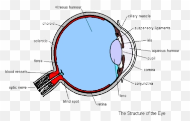 Structure Of The Eye - Diagram Gcse Biology png