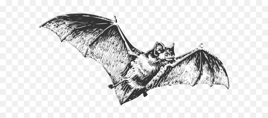 Bats U2013 Harry Potter Lexicon - Don T Eat Me Bat Png,Halloween Bats Png