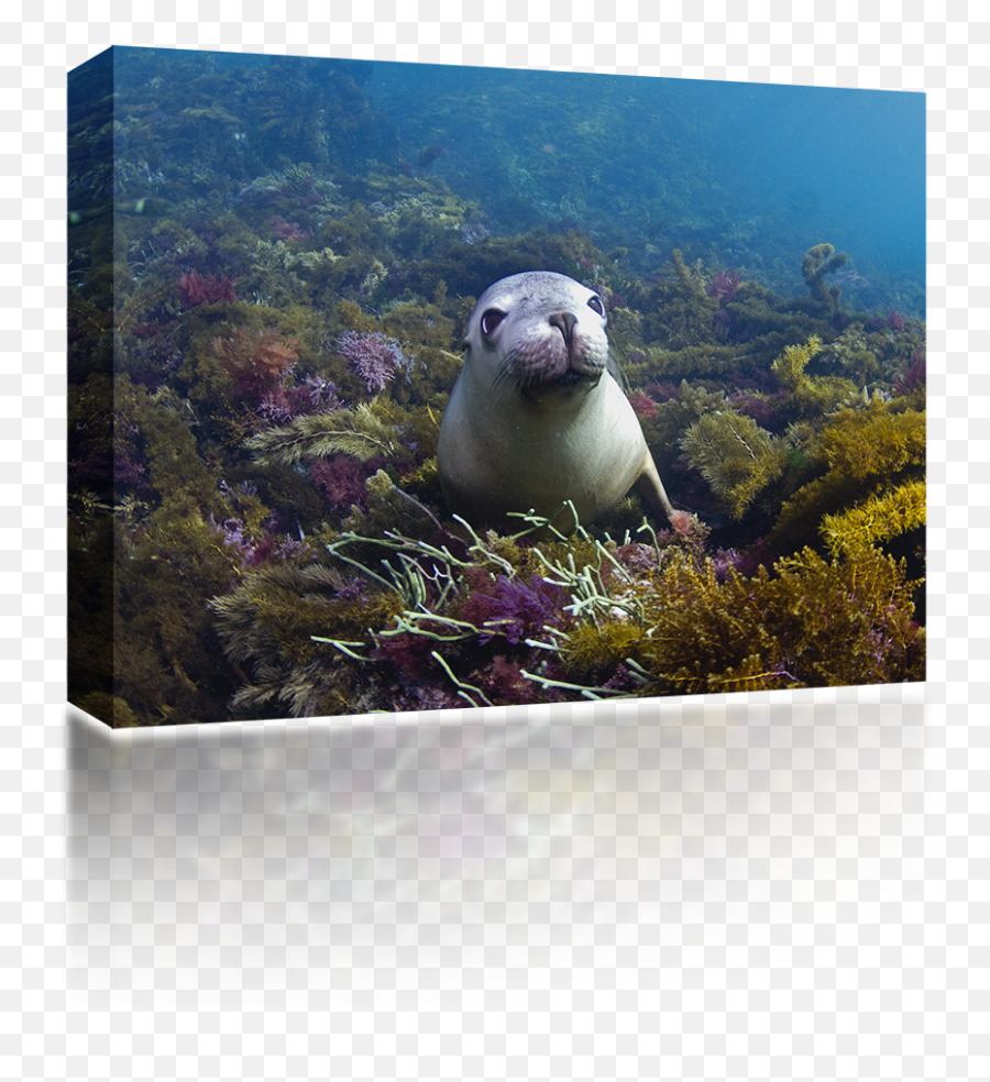 Baby Sea Lion - Picture Frame Png,Sea Lion Png