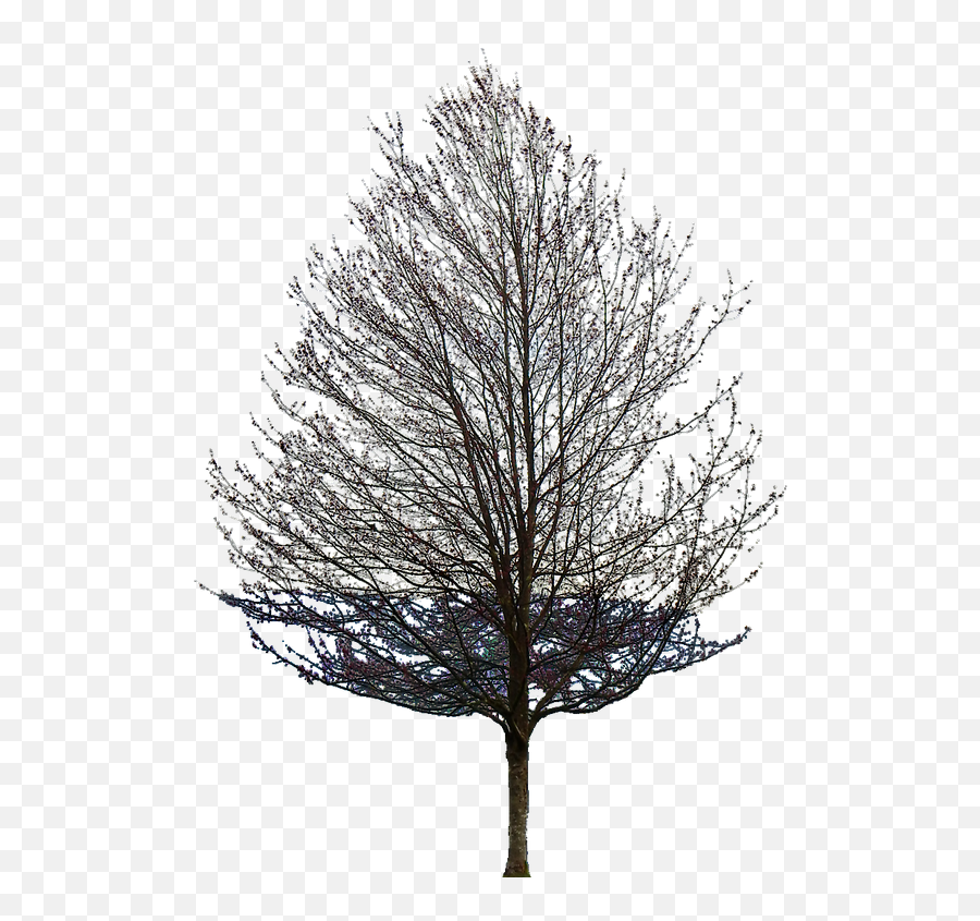 Aspen Tree Png - Transparent Background Tree Leaf Png,Aspen Tree Png