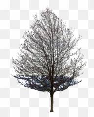 Aspen Tree Png - Transparent Background Tree Leaf Png,Aspen Tree Png