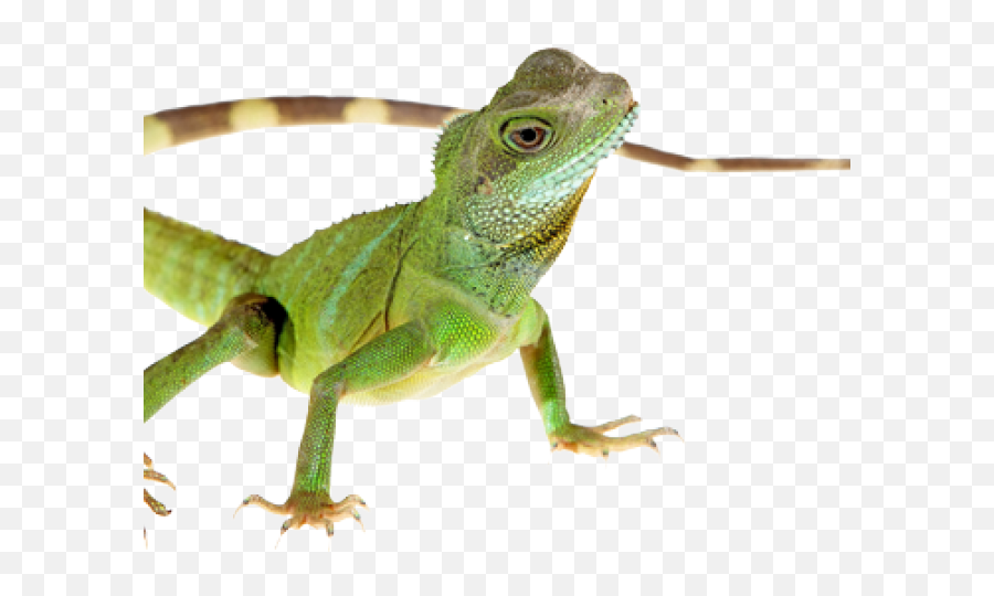 Clipart Chipkali - Cute Chipkali Png,Lizard Transparent