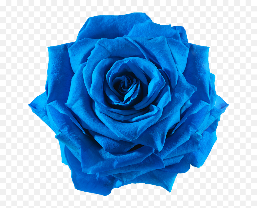 Cut Flowers - Transparent Blue Flower Png,Blue Flowers Png