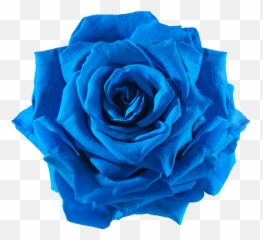 Cut Flowers - Transparent Blue Png
