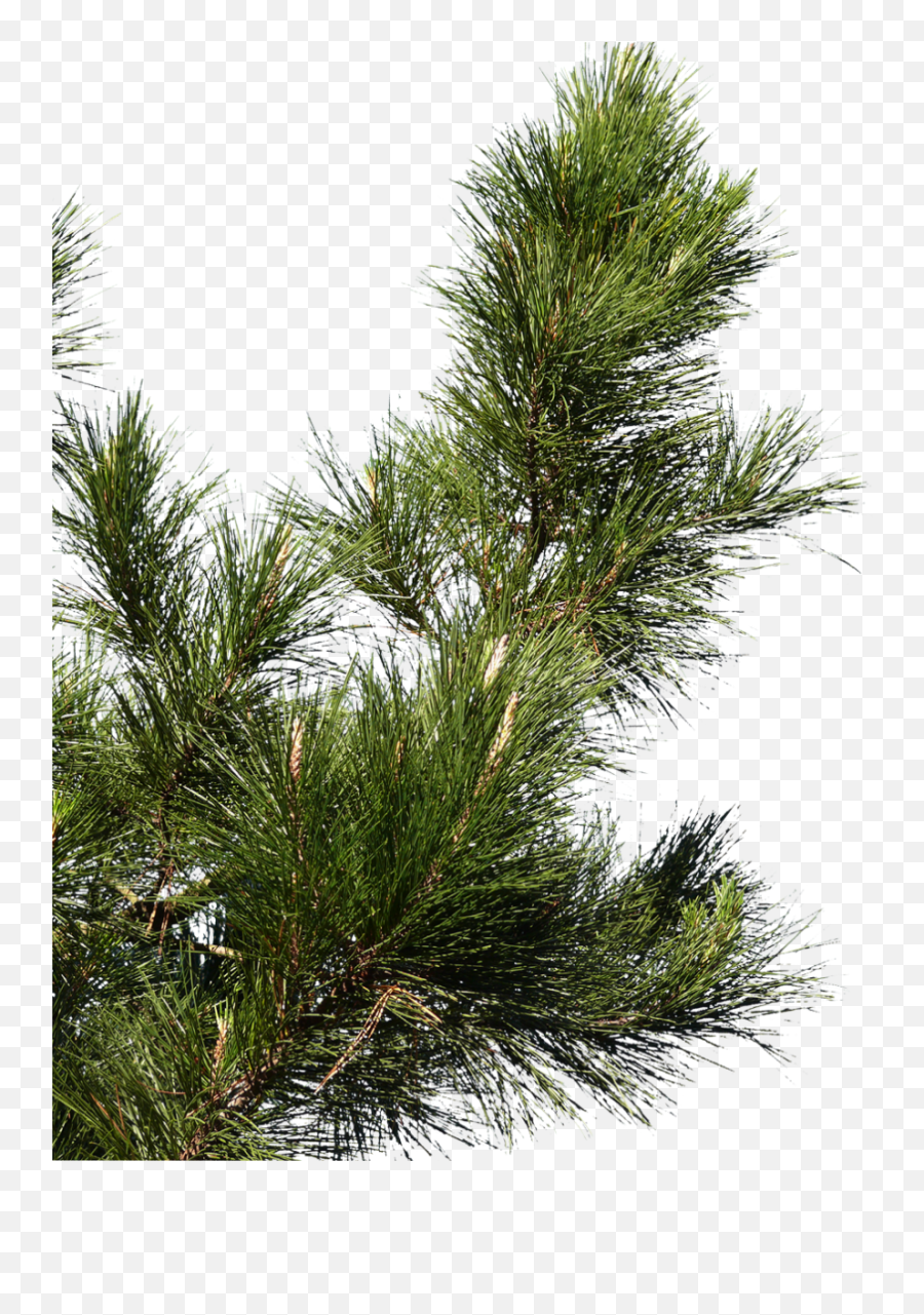 Pine Branch 02 Free Texture Download - Branch Of Pine Tree Png,Pine Branch Png