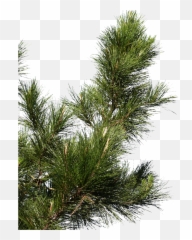 Pine Branch 02 Free Texture Download - Of Tree png