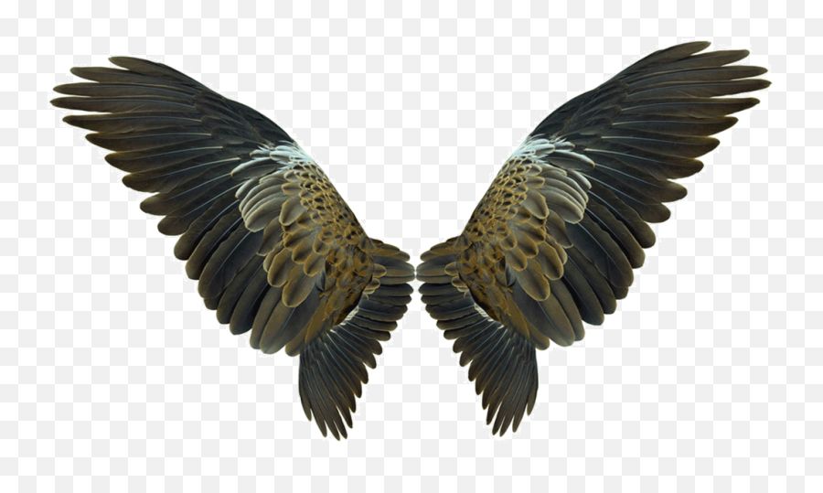 Wing Flight - Eagles Wings Png Download 10391088 Free Bird Wings Transparent Background,Wings Png Transparent