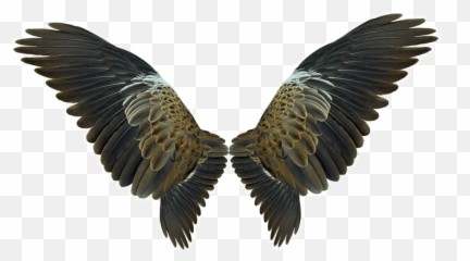 Wing Flight - Eagles Wings png download 10391088 Free Bird Transparent Background
