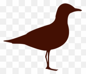 Seagull Bird Silhouette - Transparent Png U0026 Svg Vector File Silueta De Una Gaviota,Seagull Png