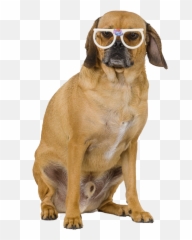 Fox U0026 Brazen Greater Philadelphia Destination Wedding - Puggle png