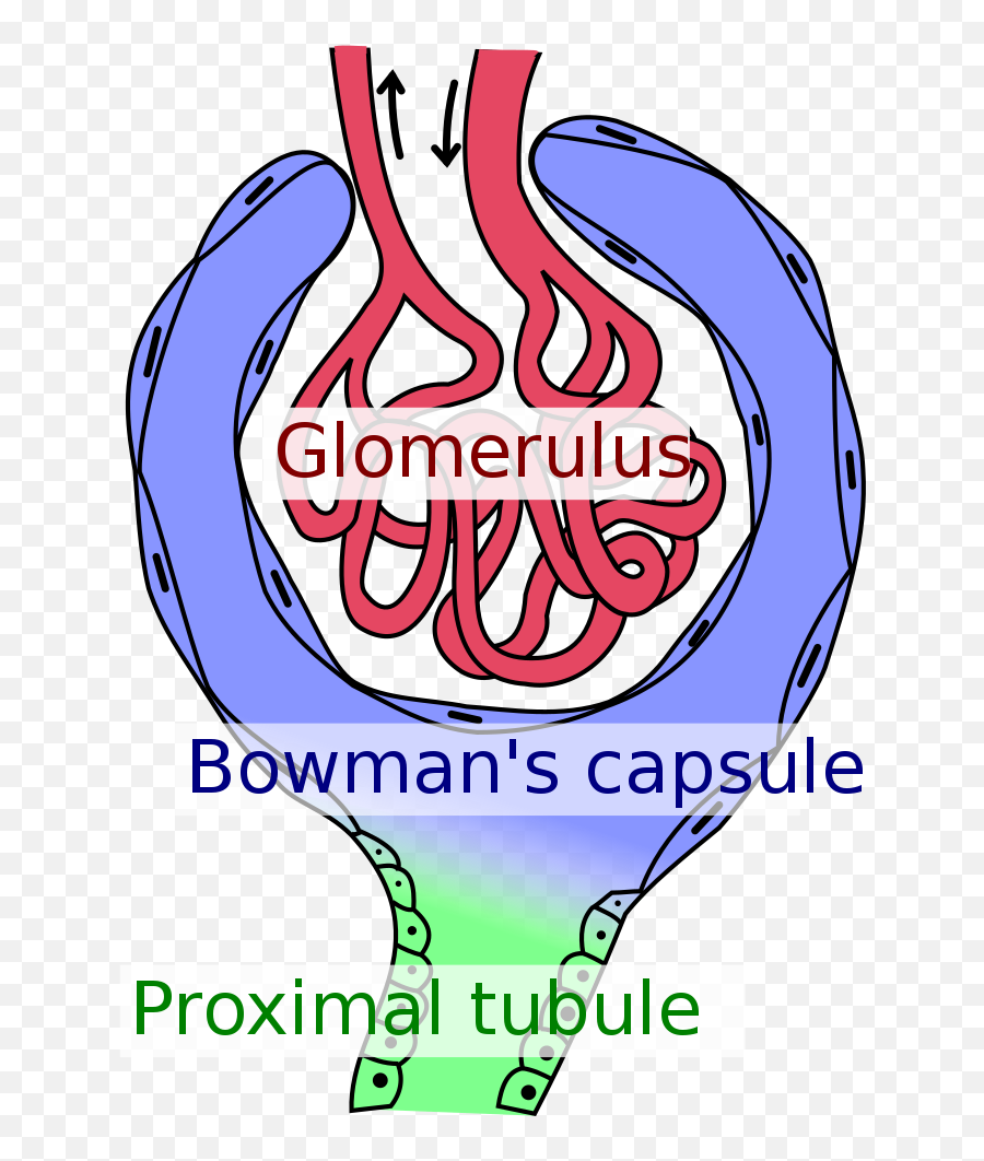 Glomerulus Kidney - Wikipedia Capsule Png,Nephrology Icon