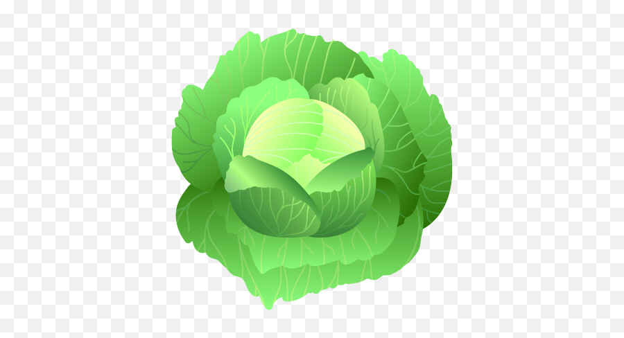 Urban Health Farms Png Korean Cabbage Icon