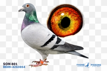 Son 801 - Be094263054 Thoné Pigeons Columbidae Png,Pigeons Png