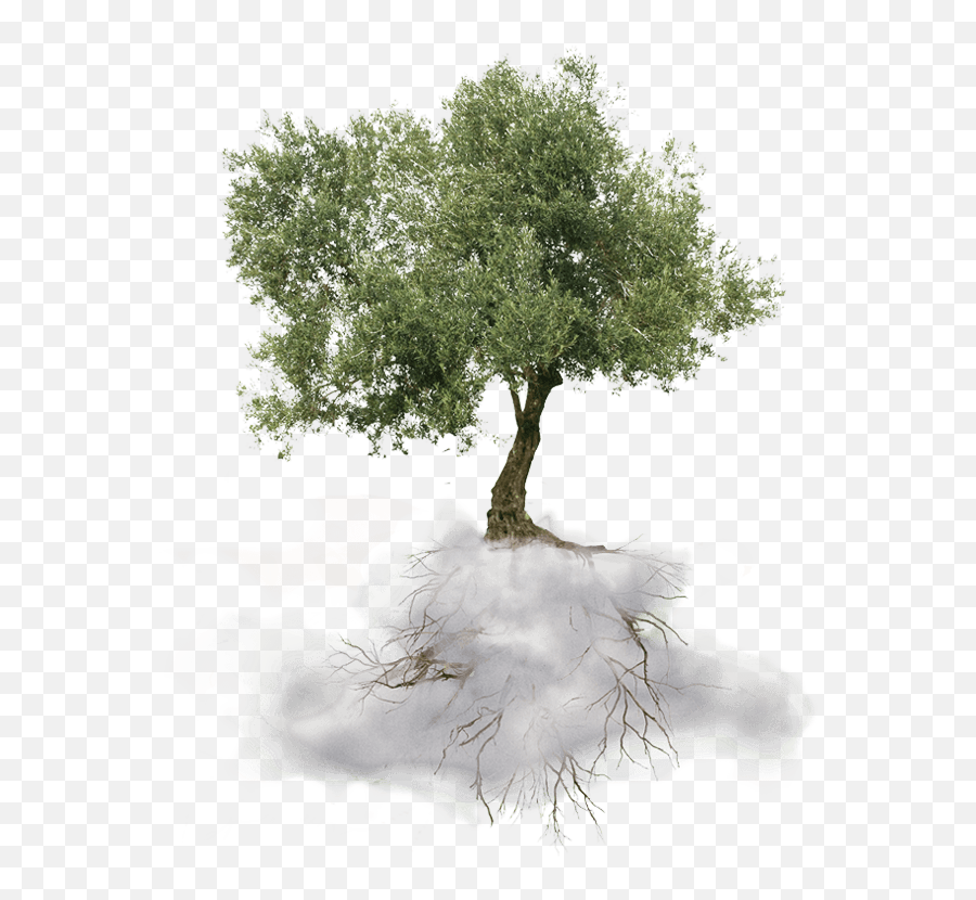 Download Tree - Olive Tree Png,Olive Tree Png