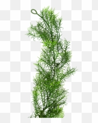 Reel Weeds Instructions - Weeds Transparent Png,Weeds Png