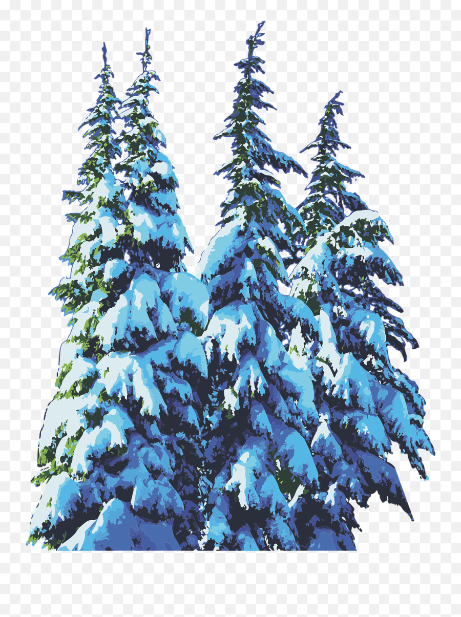 Pine Trees Snow Winter - Free Vector Graphic On Pixabay Pine Trees Winter Png,Snow Trees Png