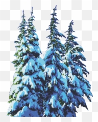 Pine Trees Snow Winter - Free vector graphic on Pixabay png