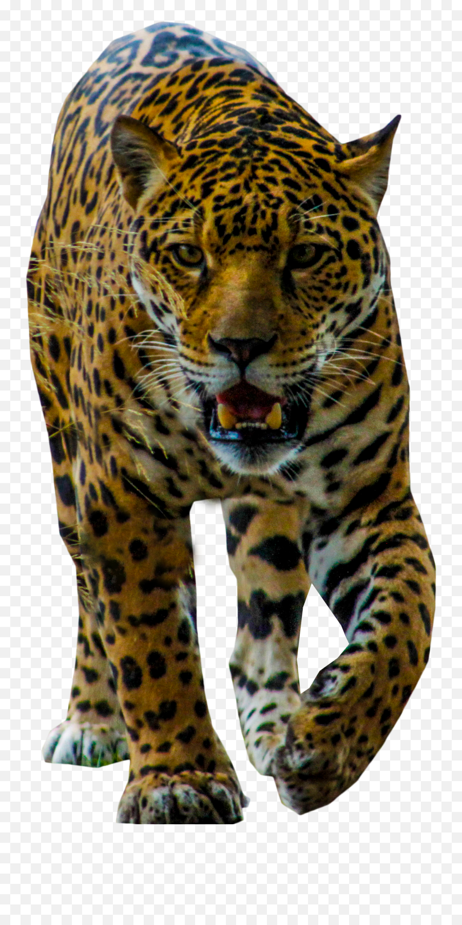 Jaguar Transparent Png Clipart Free - Portable Network Graphics,Jaguar Png