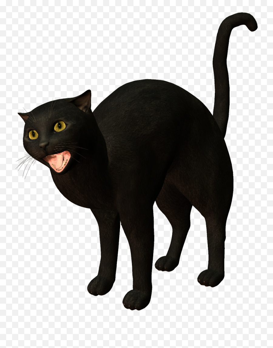 Bombay Cat Burmese Korat Black - Black Cat Png,Cats Transparent Background
