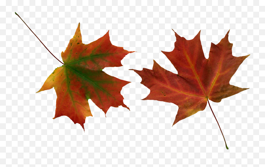 Download Fall Png Images - Red Leaves Falling Png,Autumn Leaves Png