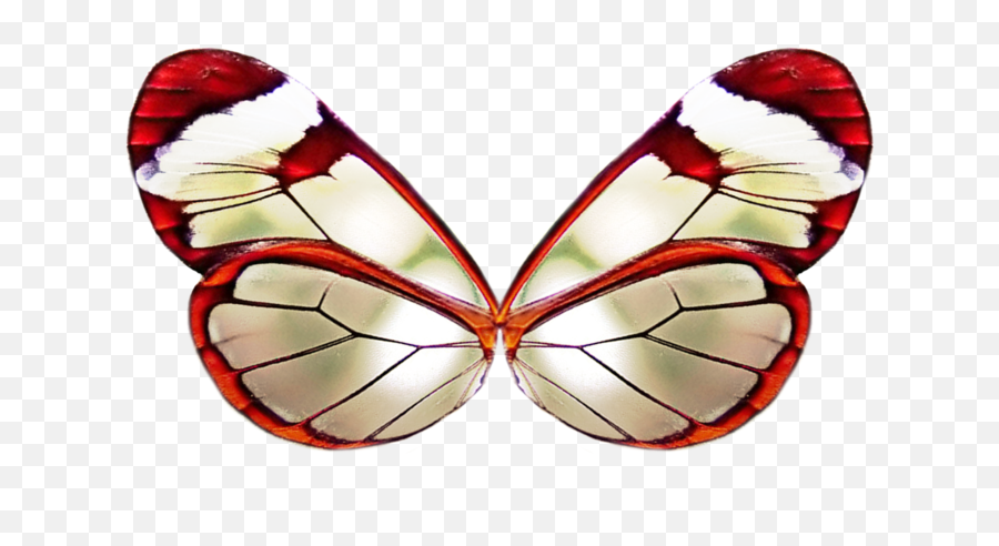 Red Butterfly Wings Png - Real Red Butterfly Wings,Butterfly Wing Png