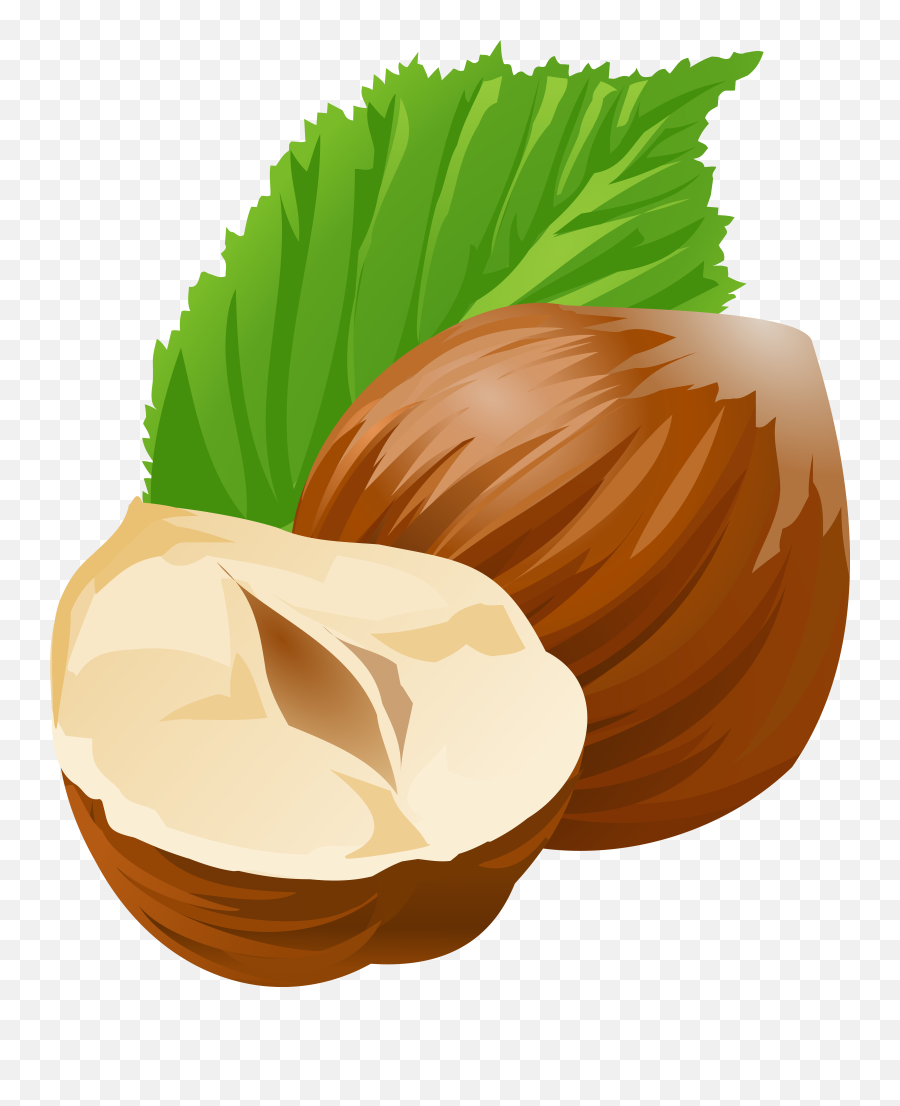 Clip Art Png Hazelnut