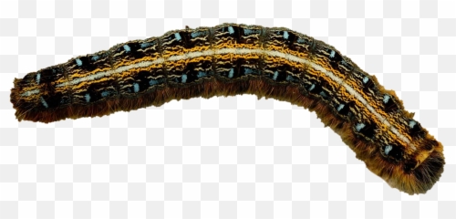 Real Caterpillar Png Photos - Caterpillar Png,Caterpillar Png