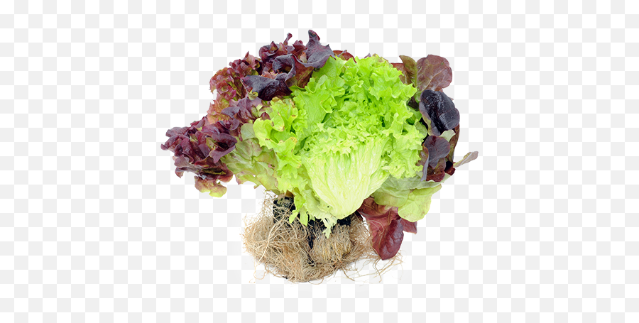 Lettuce Leafy C Green - Sauerkraut Png,Lettuce Png