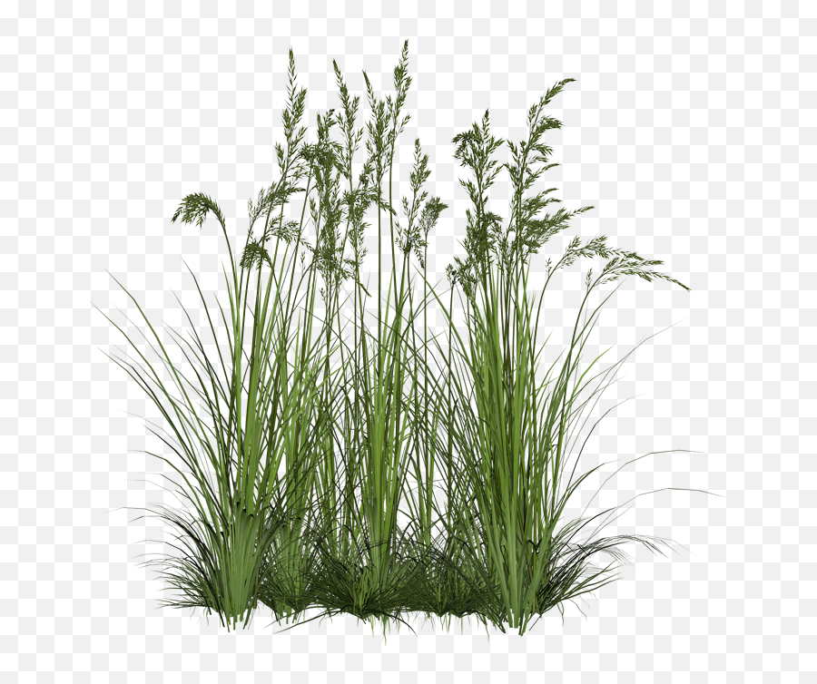Download Tall Grass Png - Transparent Background Grasses Png,Tall Grass Png