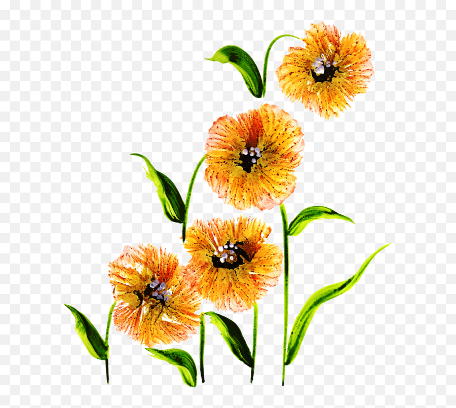 Free Png Floral Bouquets - Ixia Clipart Full Size Clipart Lily Family,Floral Clipart Png