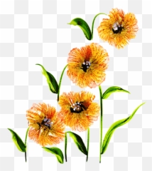 Free Png Floral Bouquets - Ixia Clipart Full Size Lily Family
