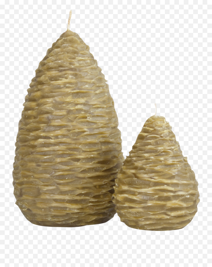 Pine Cone Pears U2014 Museum Outlets - Pond Pine Png,Pine Cone Png